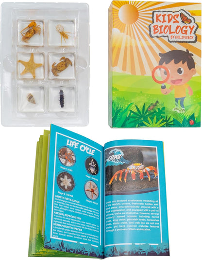 Insect Specimen Set, Bugs Collection Scientific Education Gift for Kids Aged 3-8-12 (Millipede, Centipede, Dragonfly Larvae, Tea Seed Bug, Red Longhorn Beetle, Spiny Spider)