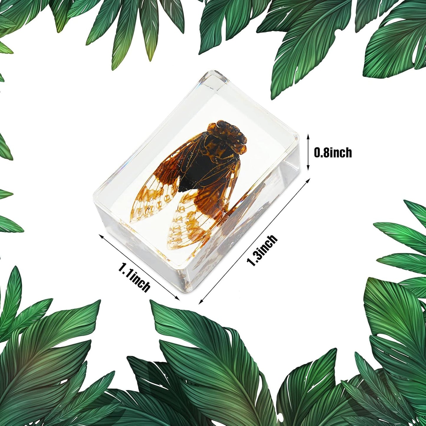 Macarrie 12 Pcs Insect Specimens for Kids Bug Collection Kit Real Specimens of Various Butterflies Beetles Classroom Science Education Animal Collection Bug Preserved Biology(Ladybug)