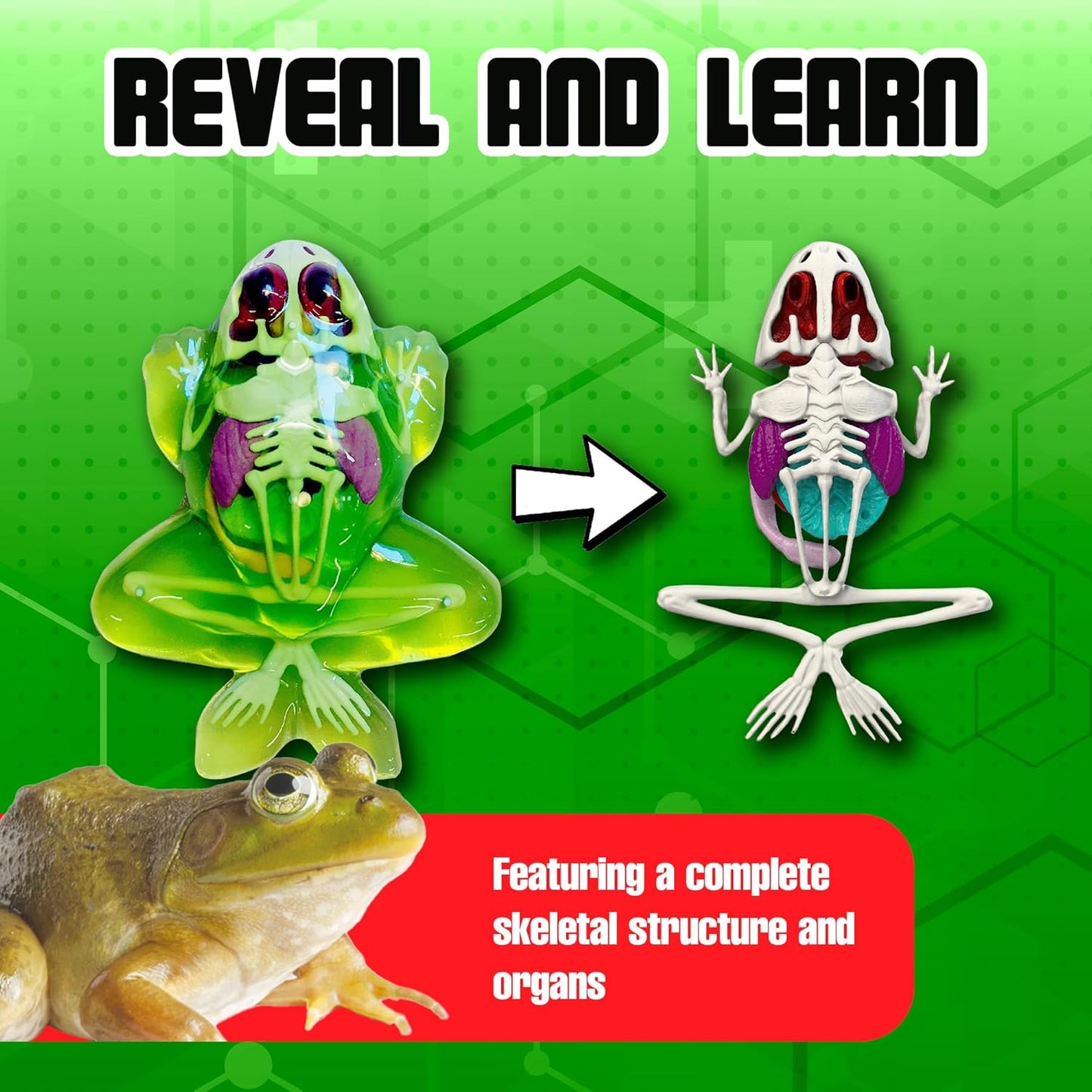 Dissect-It Discover-It Dinosaur Dig Kit, Dissecting Gel Kids Science Kit Project to Learn Anatomy, STEM Toys for Ages 6 and Above