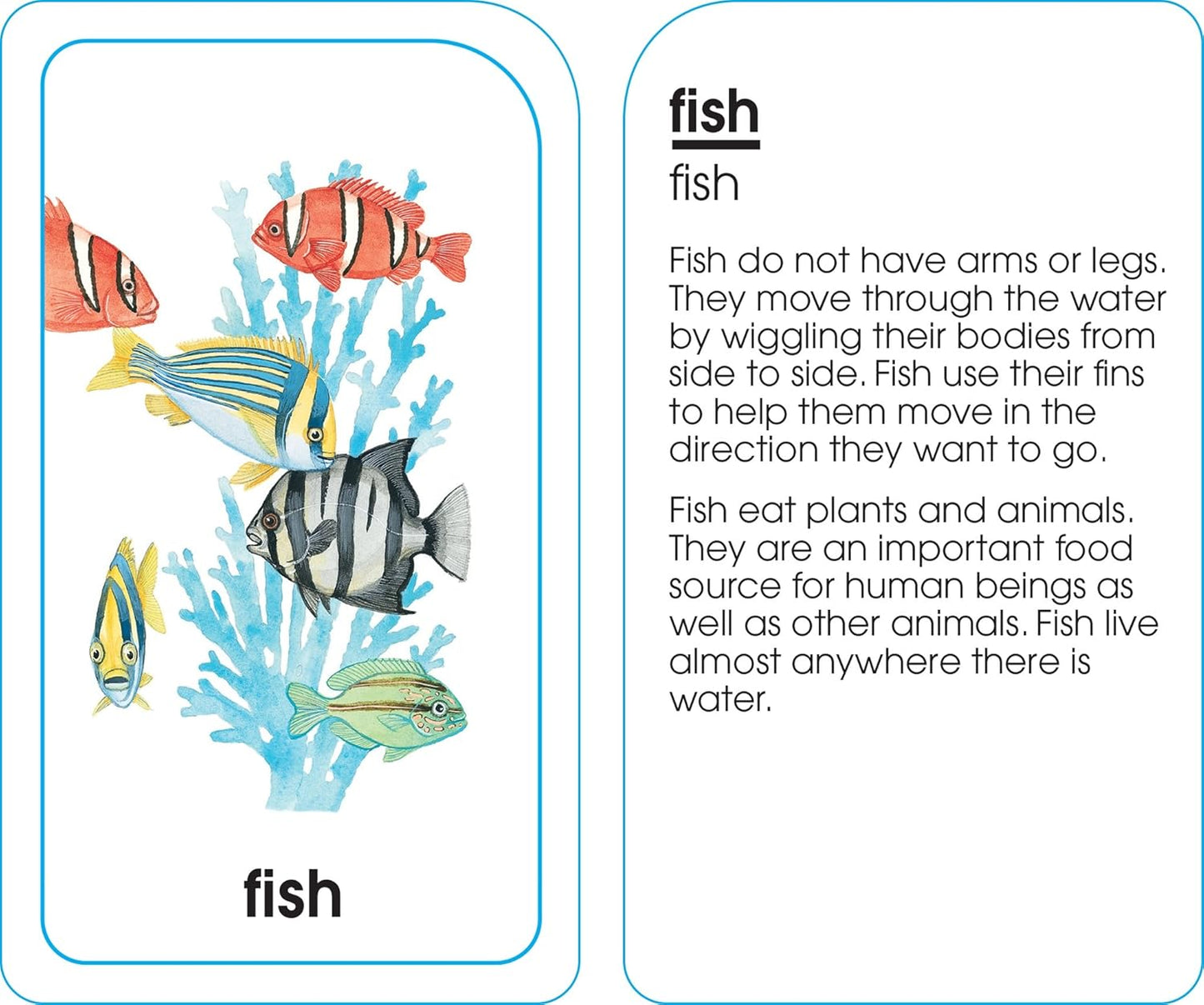 School Zone Animals of All Kinds Flash Cards: 56 Cards, Preschool, Kindergarten, Animal Names & Classes, Animal Facts, Word-Picture Recognition, Ages 4+
