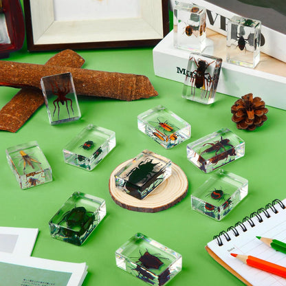 Macarrie 12 Pcs Insect Specimens for Kids Bug Collection Kit Real Specimens of Various Butterflies Beetles Classroom Science Education Animal Collection Bug Preserved Biology(Ladybug)