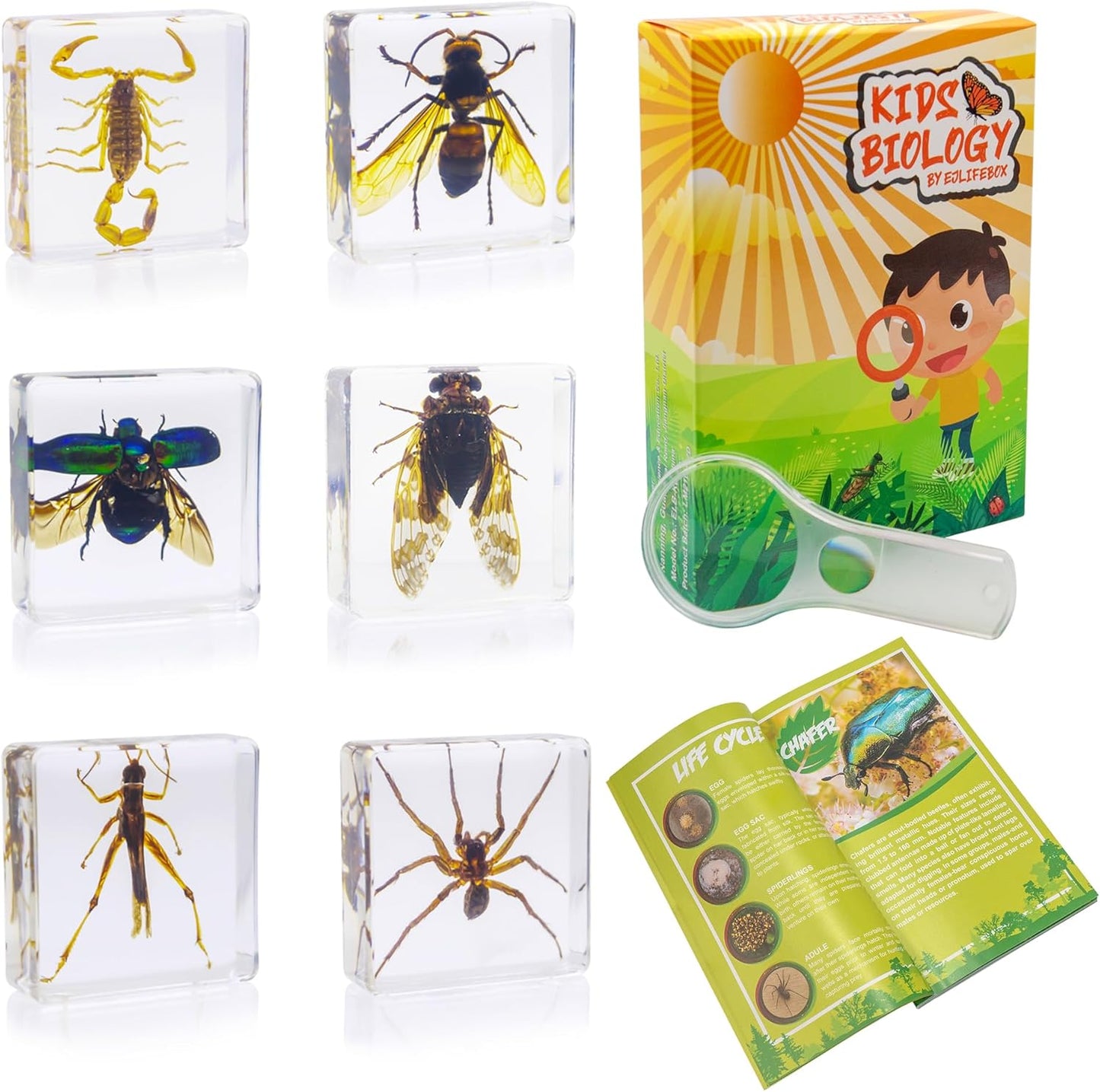 Insect Specimen Set, Bugs Collection Scientific Education Gift for Kids Aged 3-8-12 (Millipede, Centipede, Dragonfly Larvae, Tea Seed Bug, Red Longhorn Beetle, Spiny Spider)