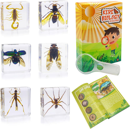Insect Specimen Set, Bugs Collection Scientific Education Gift for Kids Aged 3-8-12 (Millipede, Centipede, Dragonfly Larvae, Tea Seed Bug, Red Longhorn Beetle, Spiny Spider)