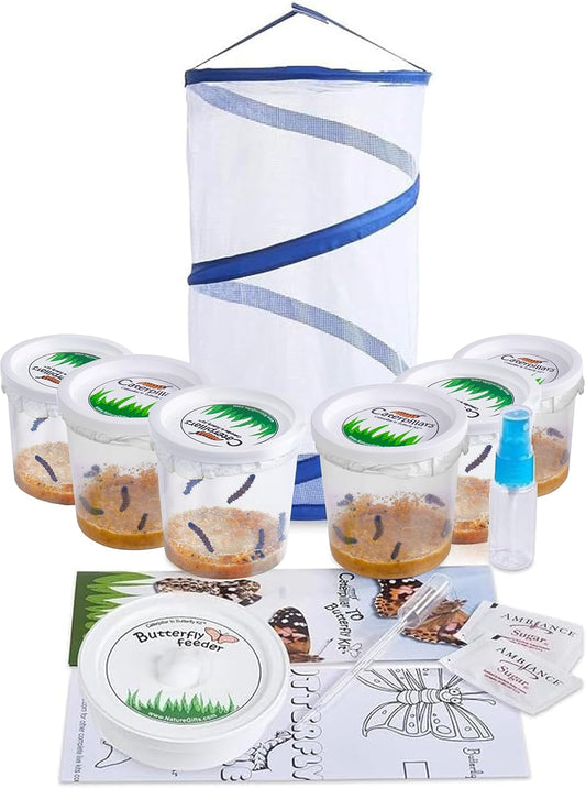 Nature Gifts Live Butterfly Kit - School-Sized Educational Experience with 30 Painted Lady Caterpillars in 6 Cups - Pop-Up Cage, and Comprehensive Rearing Supplies for Classroom Engagement
