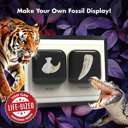 Dinosaur Dig Kit - Excavate 2 Life-Sized Fossils (T.Rex Claw & Ankylosaurus Spine) - STEM Authenticated Science Toy with Tools & Display Frame - Gifts for Boys & Girls Ages 6-12