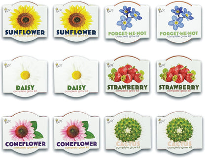BUZZY Seeds 12-Pack Sunflower Mini Grow Pots – All-in-One Terracotta Flower Starter Kit with Growing Medium, DIY Gardening, Wedding and Shower Favors