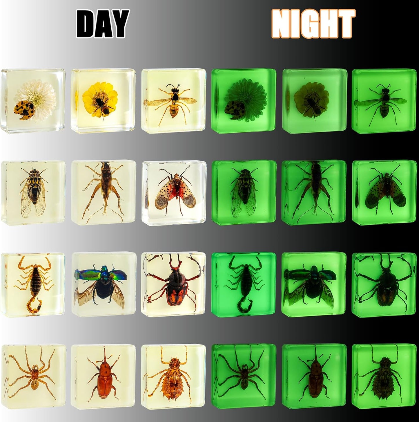 Insect Specimen Set, Bugs Collection Scientific Education Gift for Kids Aged 3-8-12 (Millipede, Centipede, Dragonfly Larvae, Tea Seed Bug, Red Longhorn Beetle, Spiny Spider)