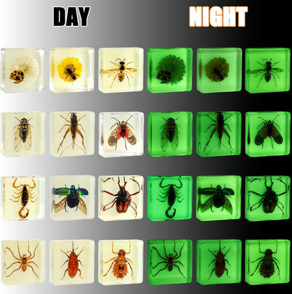 Insect Specimen Set, Bugs Collection Scientific Education Gift for Kids Aged 3-8-12 (Millipede, Centipede, Dragonfly Larvae, Tea Seed Bug, Red Longhorn Beetle, Spiny Spider)