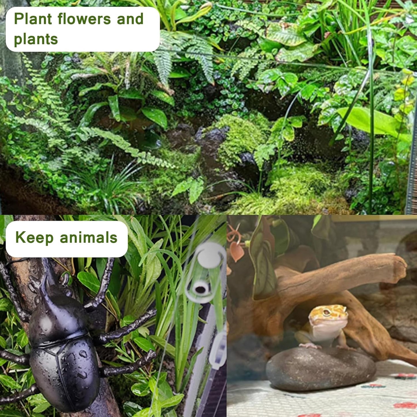 Critter Keeper Ant Farm Cane Toad Trap Little Live Pets Bug Catcher Kit for Kids Frog Habitat Turtle Tank Reptile Terrariums Lizard Cage Fish Bowl Beach Aquarium Catch and Release