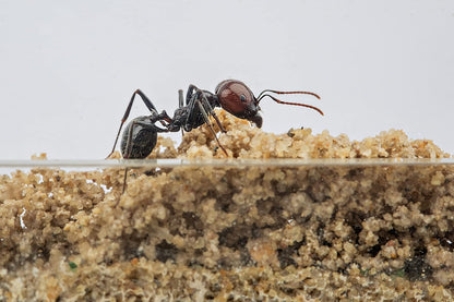 Anthouse.ES - Natural Sand Ant Farm - Acrylic Starter Kit 20x10x10 cm - Sand, Pipette, and Water Dispenser Included - Easy Installation