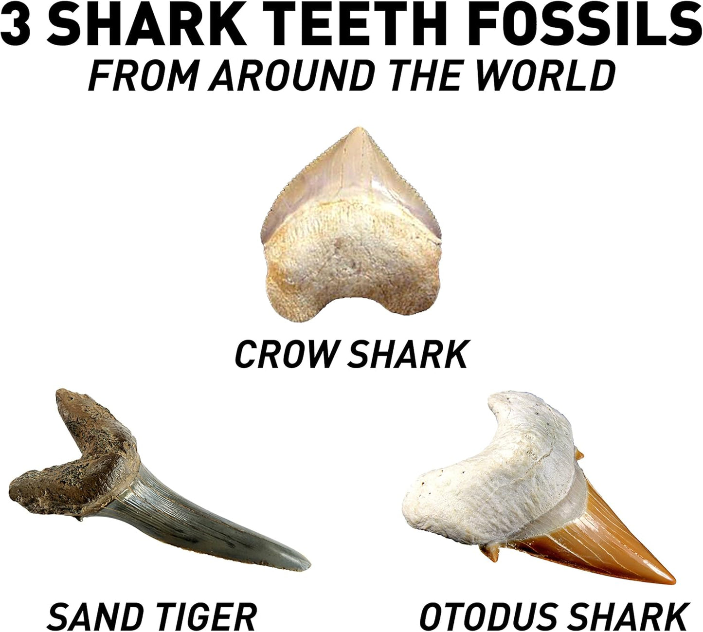 National Geographic Dinosaur Dig Kit - Fascinating Excavation Kits for Kids with Replica T-Rex Tooth and Genuine Dino Poop Fossil | STEM Educational Science Kits Gifts for 8+ Year Old Boys and Girls
