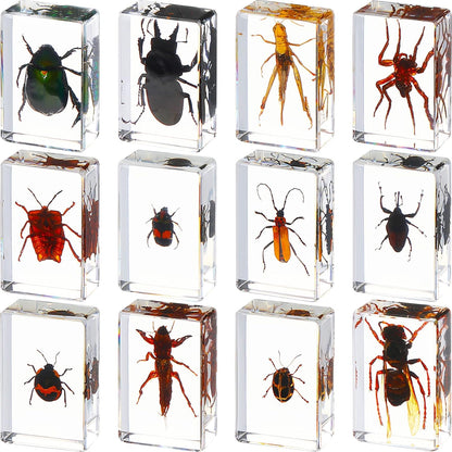 Macarrie 12 Pcs Insect Specimens for Kids Bug Collection Kit Real Specimens of Various Butterflies Beetles Classroom Science Education Animal Collection Bug Preserved Biology(Ladybug)