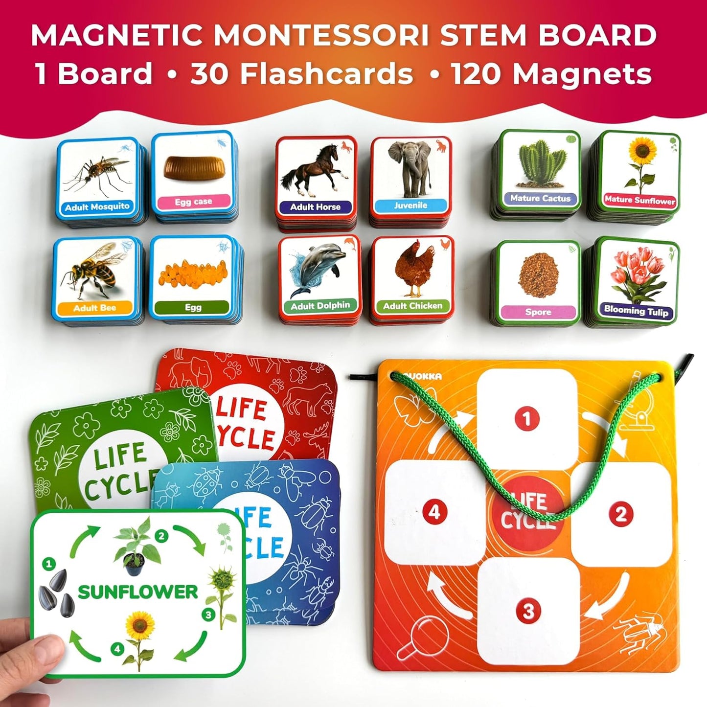 QUOKKA Life CycleToys for Kids - 30 Flashcards Toddler Science Kit Ages 2-4 - Pre-k Plant Animals Nature Learning Materials 3-5 - 120 Magnetic Flash Cards for Preschool and School (Part 2)