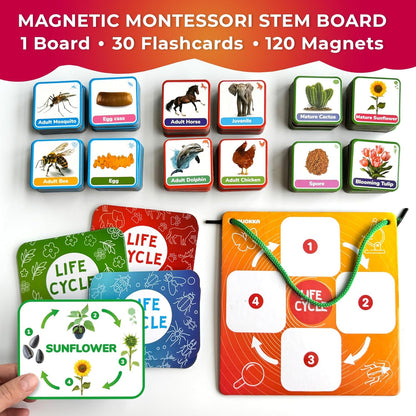 QUOKKA Life CycleToys for Kids - 30 Flashcards Toddler Science Kit Ages 2-4 - Pre-k Plant Animals Nature Learning Materials 3-5 - 120 Magnetic Flash Cards for Preschool and School (Part 2)