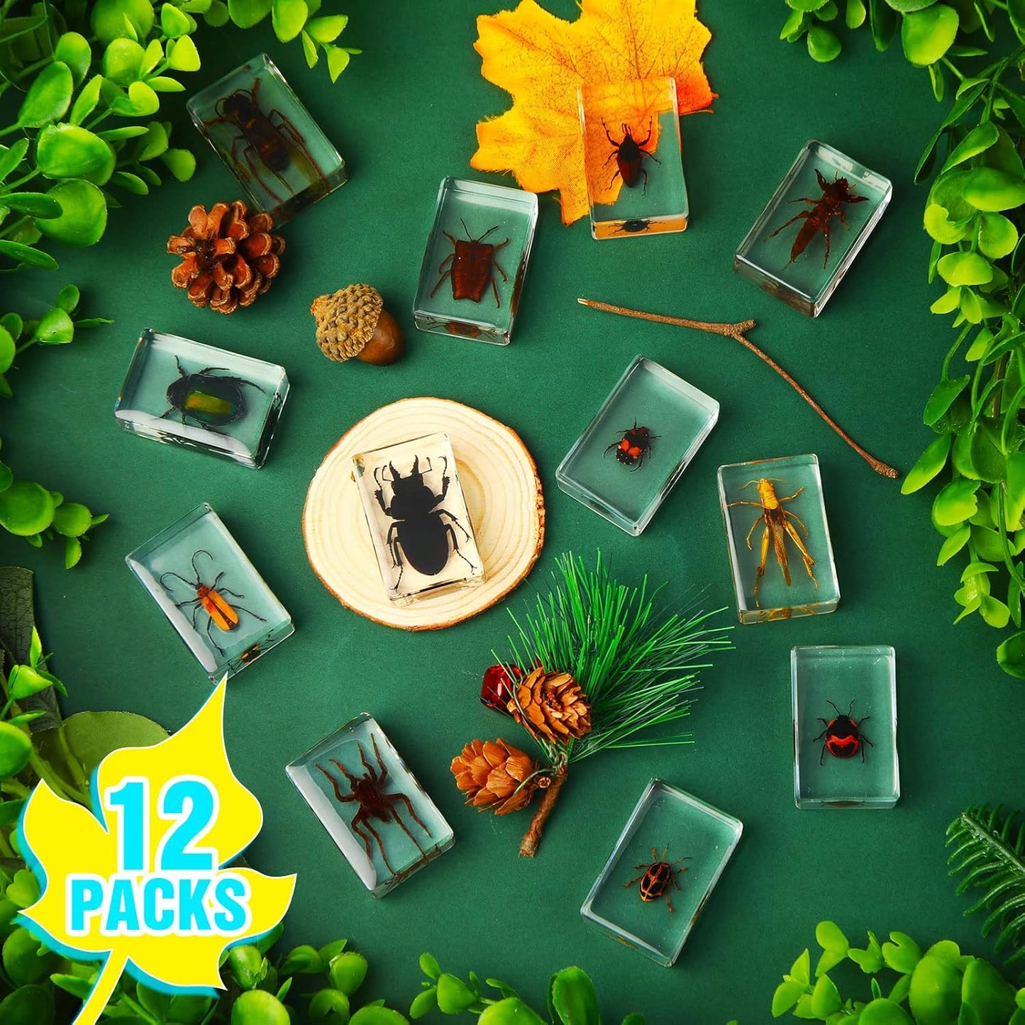 Macarrie 12 Pcs Insect Specimens for Kids Bug Collection Kit Real Specimens of Various Butterflies Beetles Classroom Science Education Animal Collection Bug Preserved Biology(Ladybug)