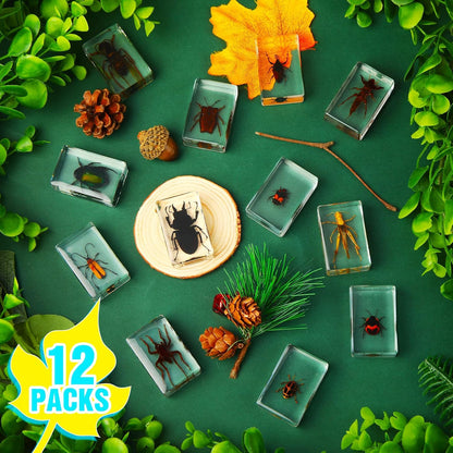 Macarrie 12 Pcs Insect Specimens for Kids Bug Collection Kit Real Specimens of Various Butterflies Beetles Classroom Science Education Animal Collection Bug Preserved Biology(Ladybug)