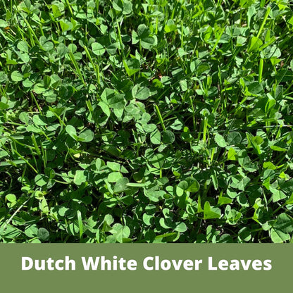 Lawn Seed Kits Dutch White Clover Seed Kit, Easy Spread Shakers, Low Maintenance Lawn, Alternative Ground Cover, Covers up to 250 Sqft