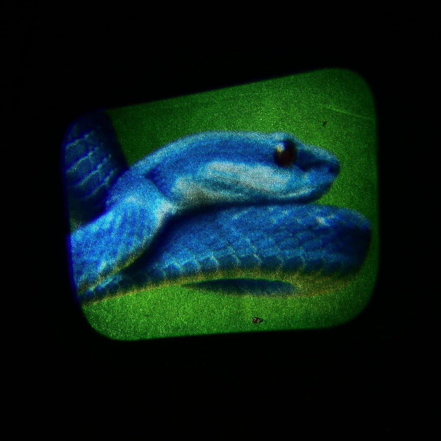 Sea Creatures Projector Viewer Toy – Educational Ocean Life Science Toy for Kids – Includes Photo Reels – Marine & STEM Learning Tool Ages 3+