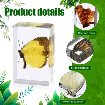 16 Pcs Ladybug Insect in Resin Specimen Butterfly Bugs Collection Paperweights，16 Styles Real Bug Specimen Bug Kit Preserved in Resin for Scientific Educational Display Supplies (Ladybug)