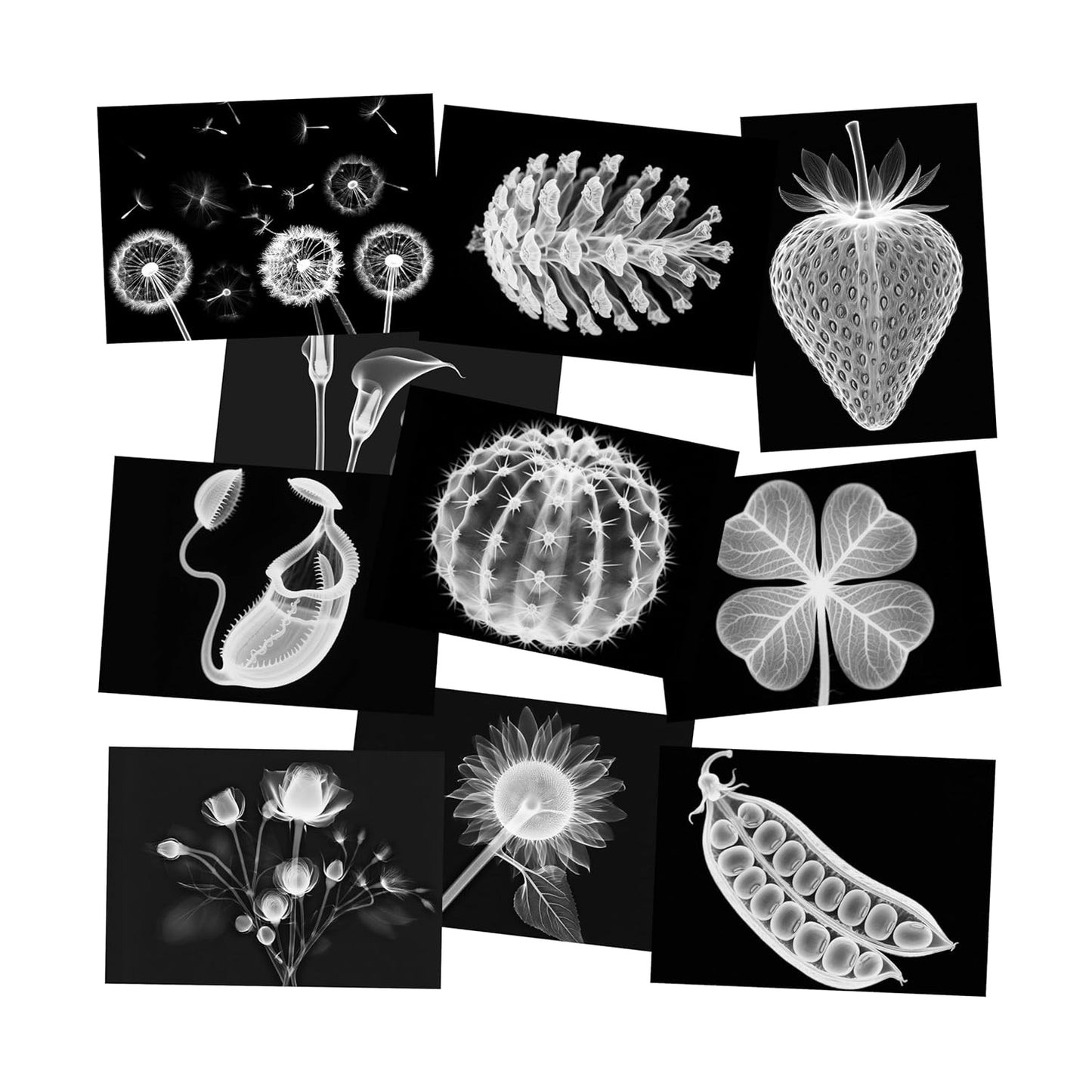 Vegetable, Fruit and Plant X-Rays, Set of 10, Simulation Specimen, Science Experiment Material for Kindergarten, Light Table, Montessori & Reggio-Inspired (Vegetables)
