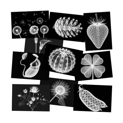 Vegetable, Fruit and Plant X-Rays, Set of 10, Simulation Specimen, Science Experiment Material for Kindergarten, Light Table, Montessori & Reggio-Inspired (Vegetables)