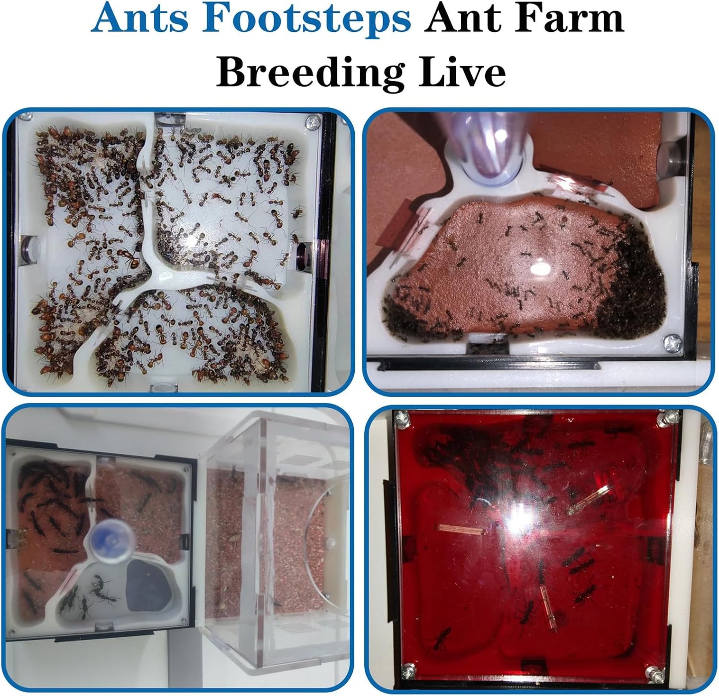 Ant Farm Nest Science DIY Terrarium Kit Care for Live Ants Ant Habitat with Water Tower Nurturing Room and Comprehensive Observation