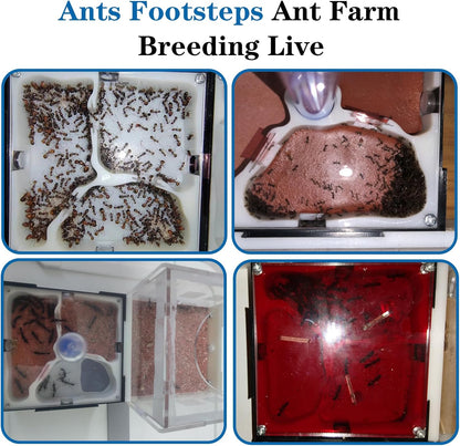Ant Farm Nest Science DIY Terrarium Kit Care for Live Ants Ant Habitat with Water Tower Nurturing Room and Comprehensive Observation