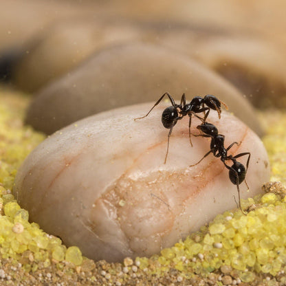 AntHouse Sand Ant Farm - Educational formicarium for Live Ants