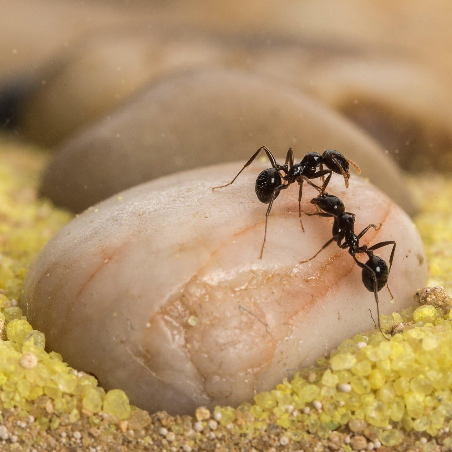 Sand Ant Farm Big - Anthill, Formicarium, Educational, Ants -