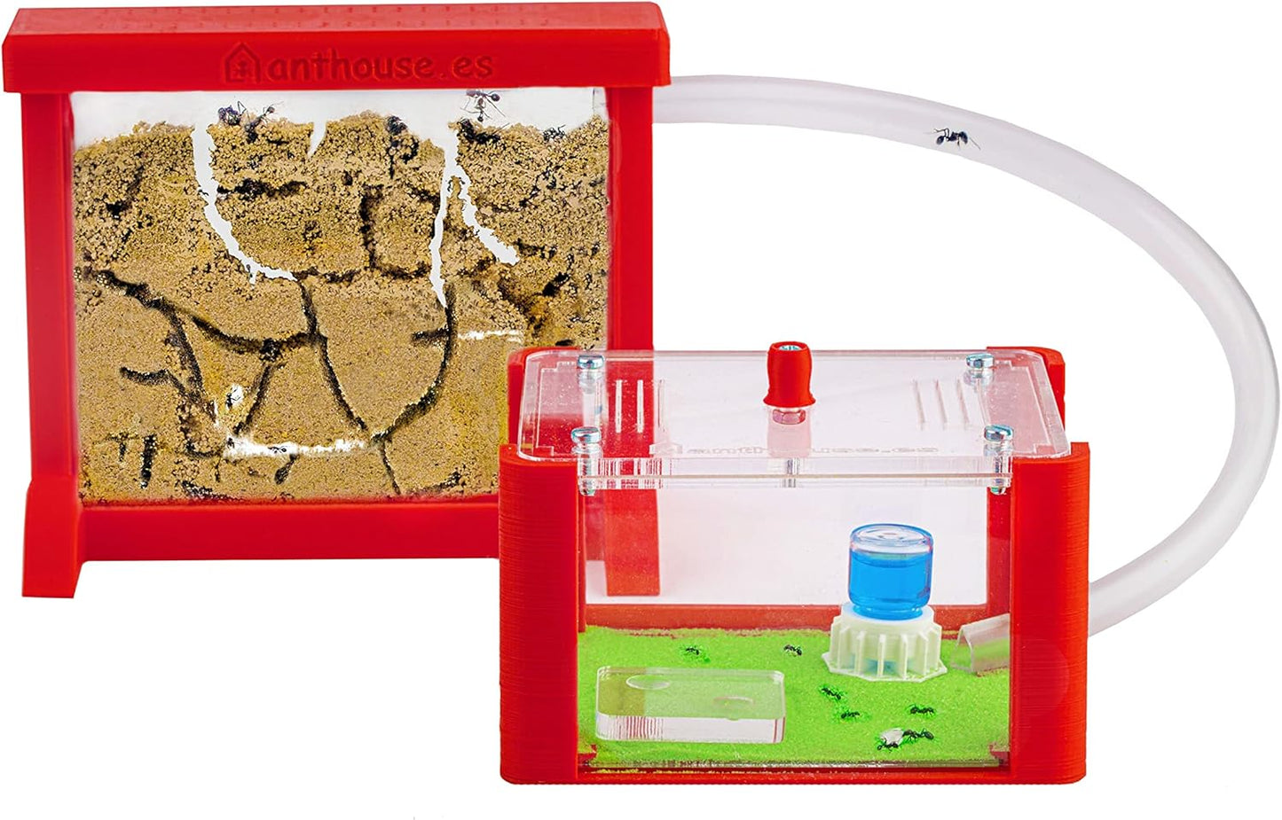 Anthouse.ES - Natural Sand Ant Farm - Basic Acrylic Kit (Sandwich + Foraging Box) - 12x10x1 cm and 18x10x5 cm