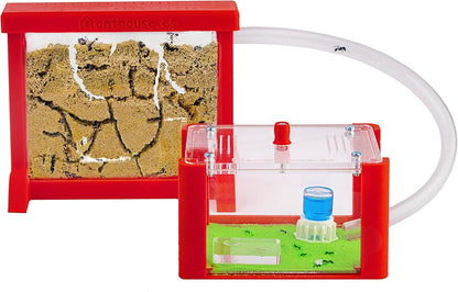Anthouse.ES - Natural Sand Ant Farm - Basic Acrylic Kit (Sandwich + Foraging Box) - 12x10x1 cm and 18x10x5 cm