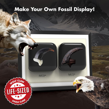 Dinosaur Dig Kit - Excavate 2 Life-Sized Fossils (T.Rex Claw & Ankylosaurus Spine) - STEM Authenticated Science Toy with Tools & Display Frame - Gifts for Boys & Girls Ages 6-12