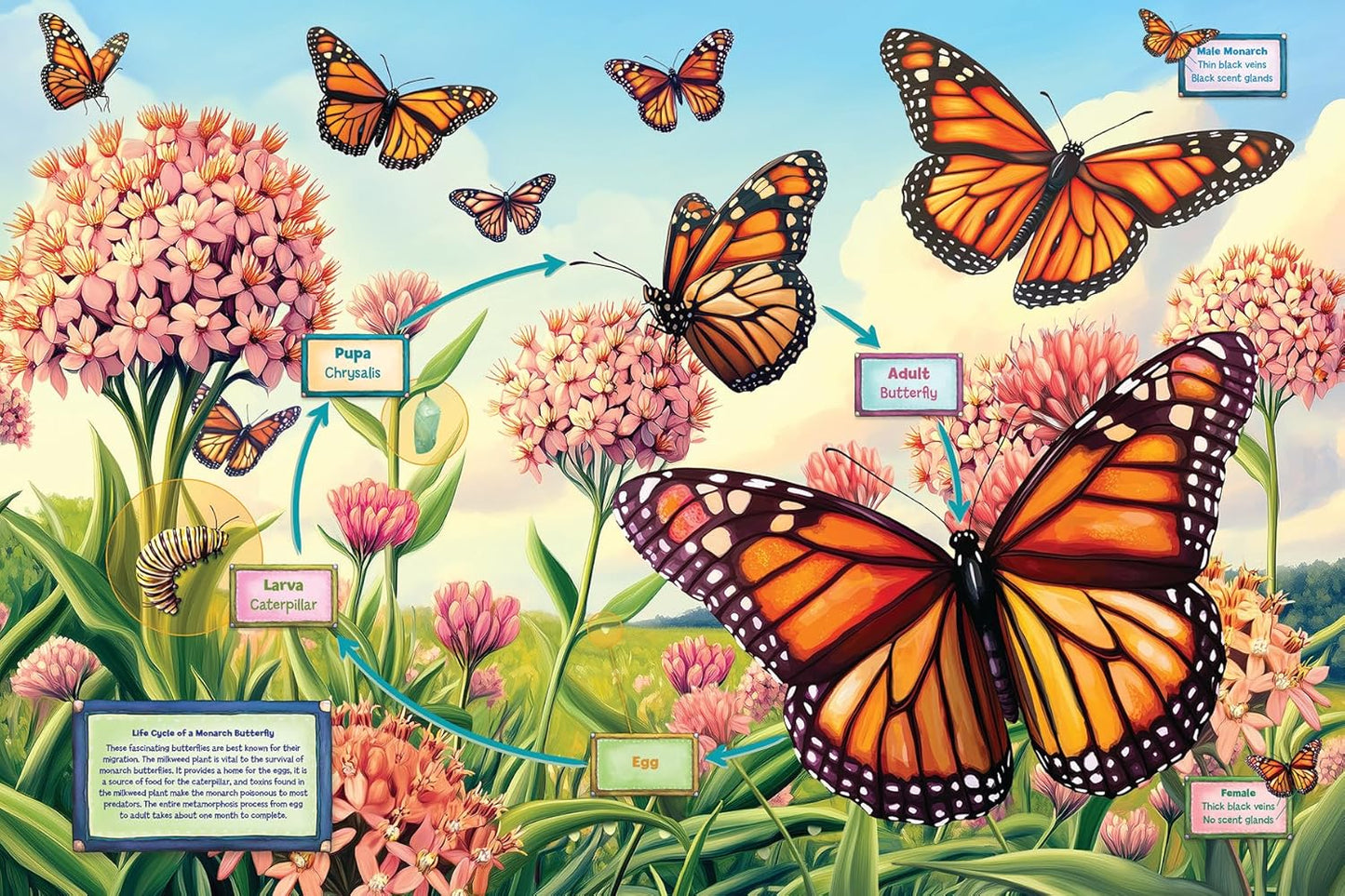Cobble Hill Kids 35 Piece Floor Puzzle - Life Cycle of a Monarch - for Ages 3 and up