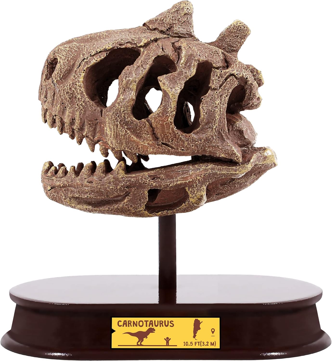 ArtCreativity Dinosaur Excavation Kit for Kids, Brachiosaurus Skull Excavating Set with Fossil Digging Tools and Stand, Fun Science Activity Toy, Educational Dinosaur Gift for Boys and Girls