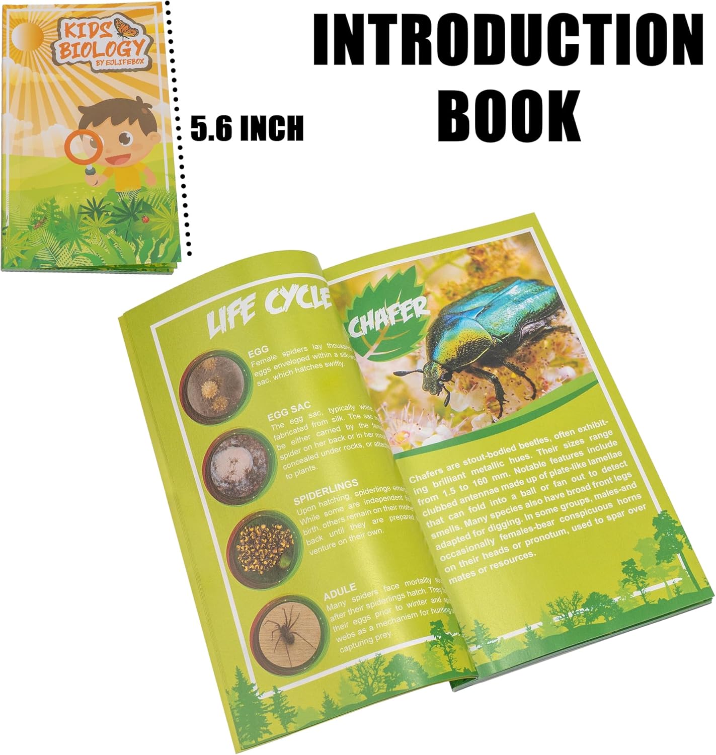 Insect Specimen Set, Bugs Collection Scientific Education Gift for Kids Aged 3-8-12 (Millipede, Centipede, Dragonfly Larvae, Tea Seed Bug, Red Longhorn Beetle, Spiny Spider)