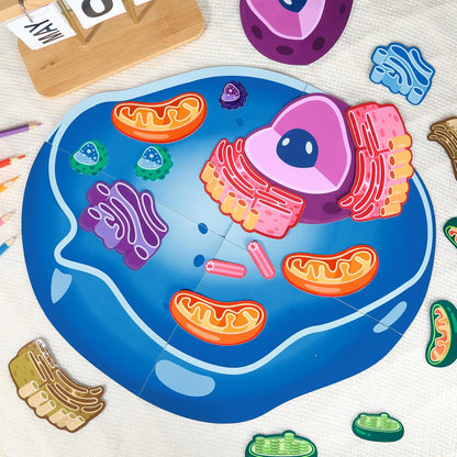 2 Set Magnetic Animal and Plant Cell Model Clearly Magnets Anatomy Models Educational Science Kits Back to School Biology Classroom Decor for Lab Decorations Teacher Must Haves Learning Teaching Aid