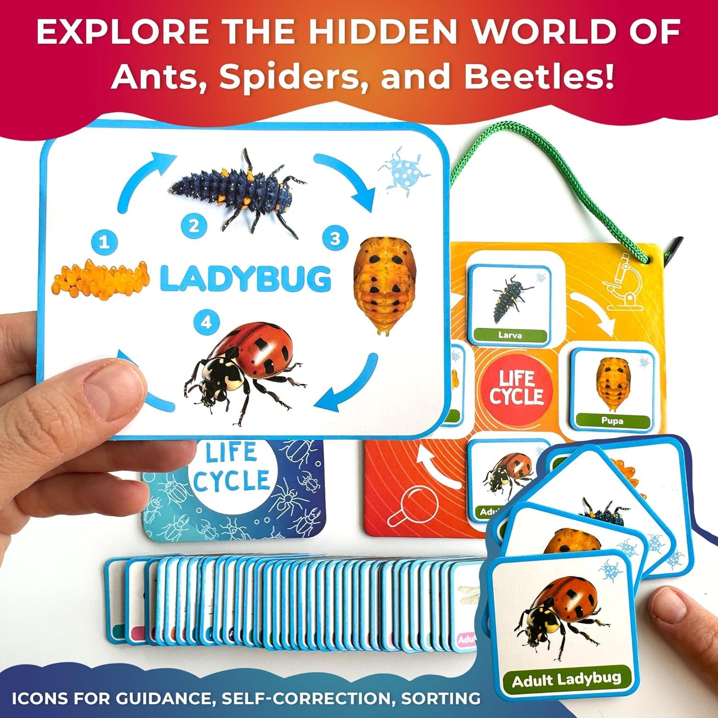 QUOKKA Life CycleToys for Kids - 30 Flashcards Toddler Science Kit Ages 2-4 - Pre-k Plant Animals Nature Learning Materials 3-5 - 120 Magnetic Flash Cards for Preschool and School (Part 2)