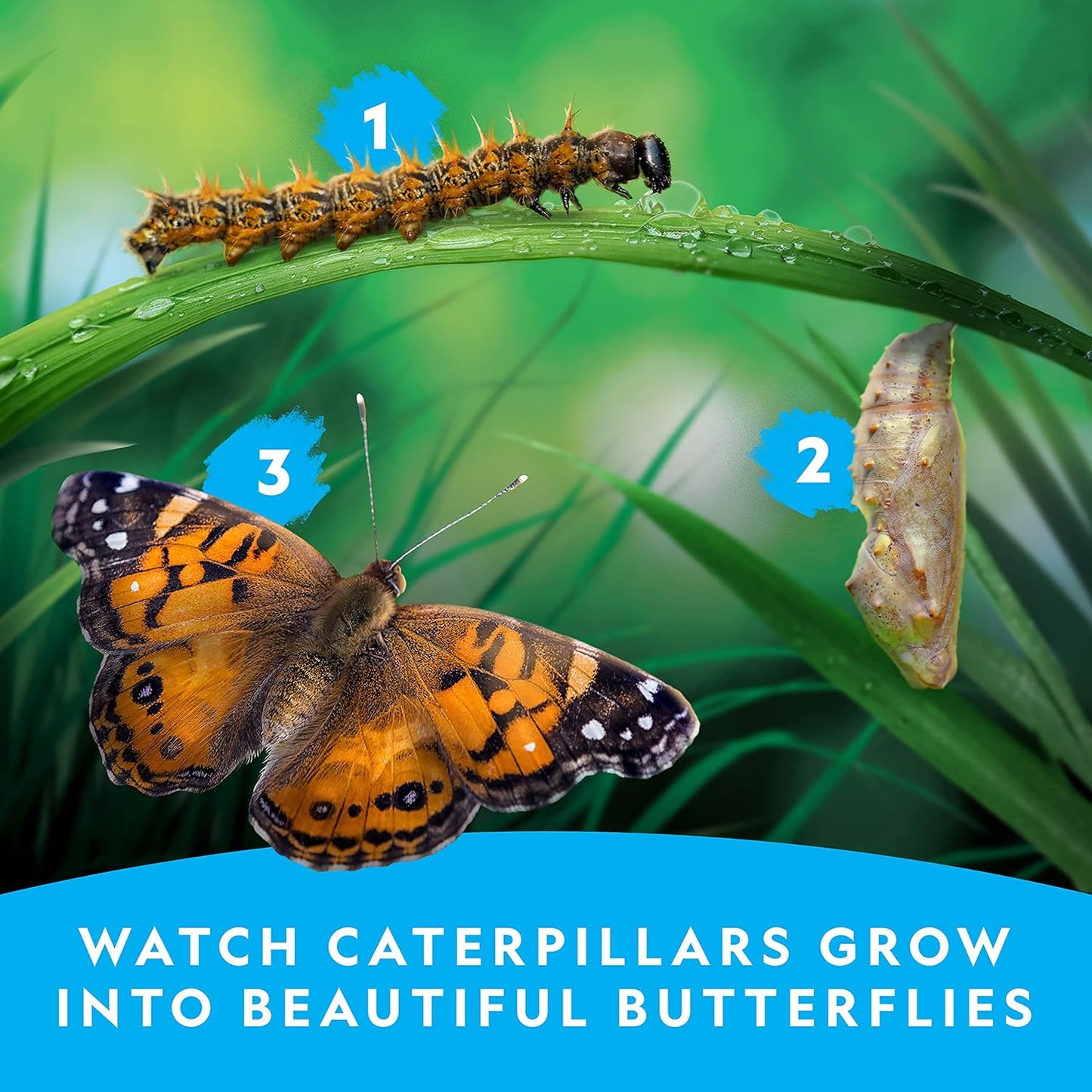 National Geographic Butterfly Growing Kit - Butterfly Habitat Kit with Voucher to Redeem 5 Caterpillars (S&H Not Included), Butterfly Cage, Feeder (Amazon Exclusive)