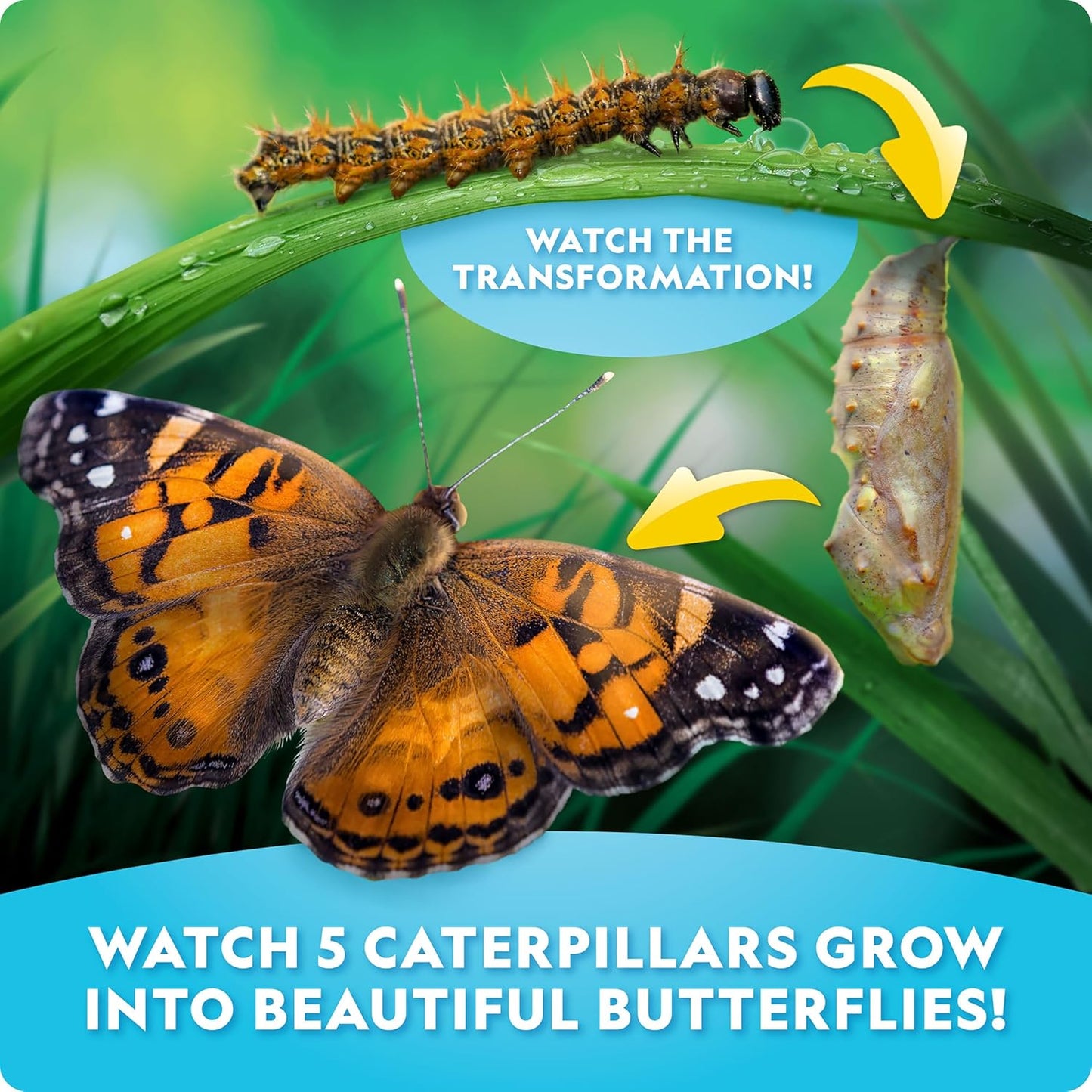 National Geographic Butterfly Growing Kit - Butterfly Habitat Kit with Voucher to Redeem 5 Caterpillars (S&H Not Included), Butterfly Cage, Feeder (Amazon Exclusive)