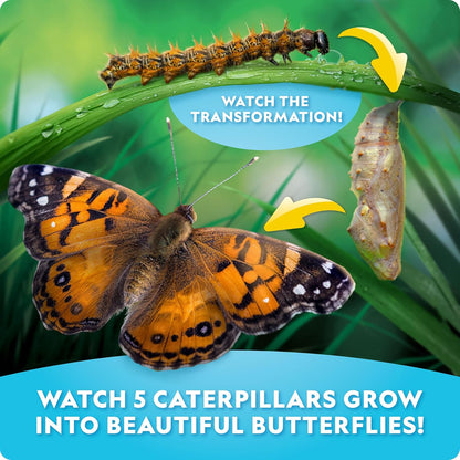 National Geographic Butterfly Growing Kit - Butterfly Habitat Kit with Voucher to Redeem 5 Caterpillars (S&H Not Included), Butterfly Cage, Feeder (Amazon Exclusive)