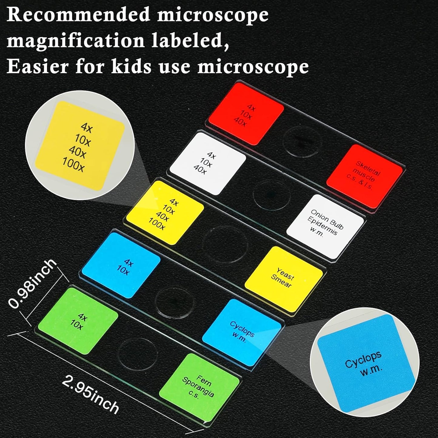 Microscope Slides with Specimens for Kids, 30 Lab-Grade Prepared Microscope Slides, Animal Plant Microbe Cells, STEM Biology Kit for Kids Ages 6-8 Homeschool, Classroom Labs & Science Education