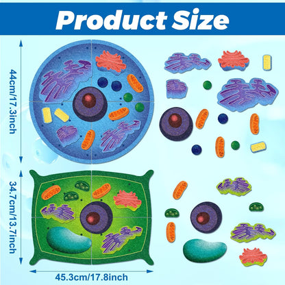 2 Set Giant Felt Animal and Plant Cell Anatomy Model Kits Early Biology Cell Model Life Science Toys Animal Plant Bacteria Science Kit for Boys Girls Classroom Educational Learning