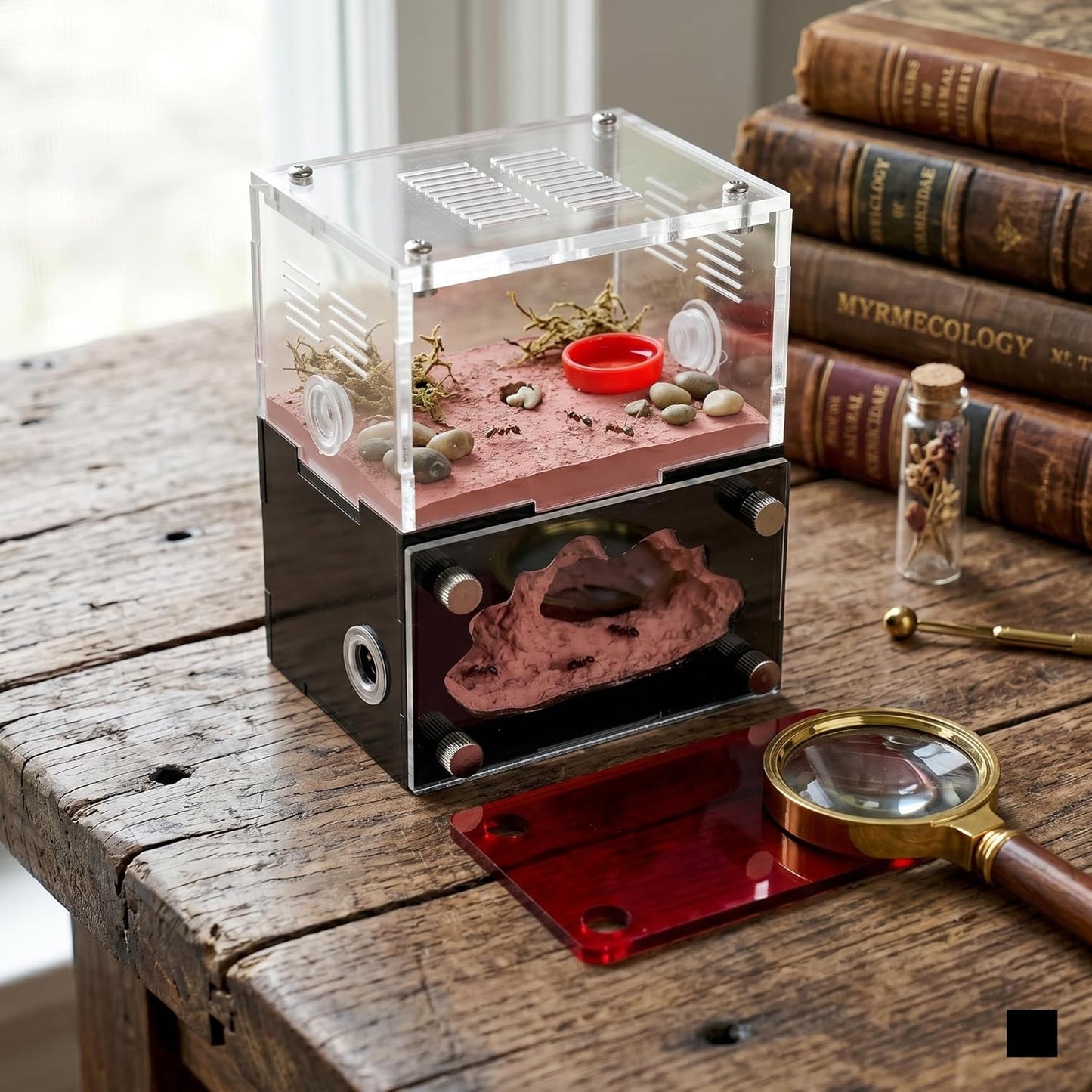 Formicarium – Ant Farm Habitat Kit for Behavior Observation, Educational Terrarium for Adults and Kids