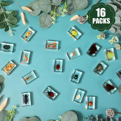 16 Pcs Ladybug Insect in Resin Specimen Butterfly Bugs Collection Paperweights，16 Styles Real Bug Specimen Bug Kit Preserved in Resin for Scientific Educational Display Supplies (Ladybug)