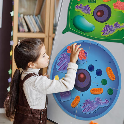 2 Set Magnetic Animal and Plant Cell Anatomy Model Clearly Labeled Animal Cell Model Educational Science Kits for Biology Anatomy and Science Projects Classroom Learning Teaching Aid