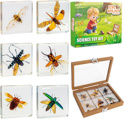 Insect Specimen Set, Bugs Collection Scientific Education Gift for Kids Aged 3-8-12 (Millipede, Centipede, Dragonfly Larvae, Tea Seed Bug, Red Longhorn Beetle, Spiny Spider)