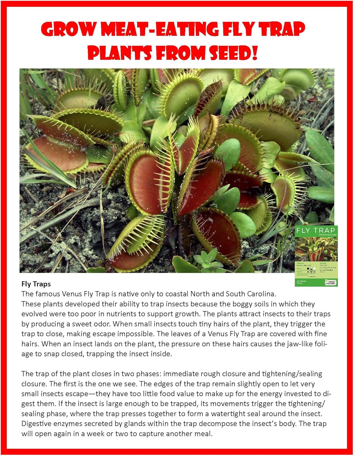 Toys By Nature Miniature Worlds Terrifying Venus Flytrap Terrarium Starter Kit for Kids and Adults, Watch Indoor Carnivorous Fly Traps Grow! Just Add Water! (Frightening Flytraps)