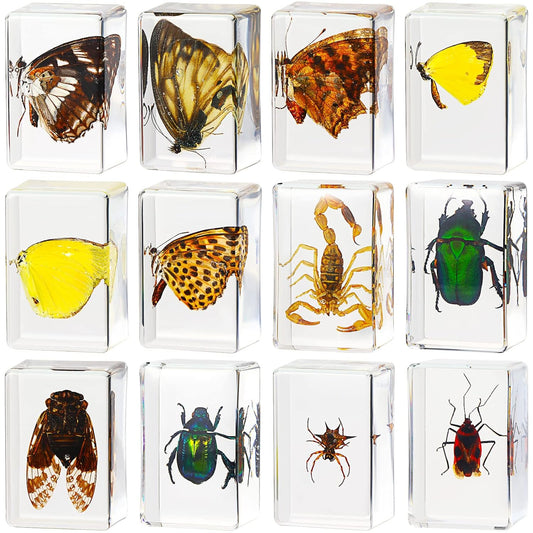 Macarrie 12 Pcs Insect Specimens for Kids Bug Collection Kit Real Specimens of Various Butterflies Beetles Classroom Science Education Animal Collection Bug Preserved Biology(Ladybug)