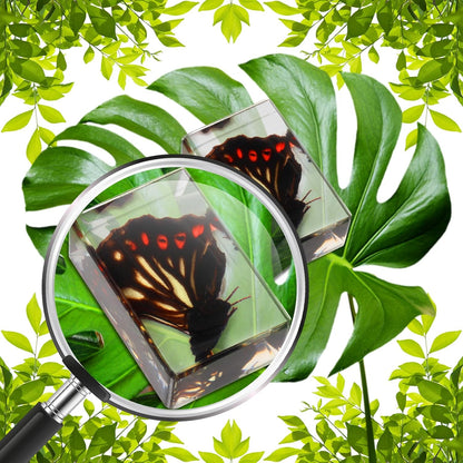 Macarrie 12 Pcs Insect Specimens for Kids Bug Collection Kit Real Specimens of Various Butterflies Beetles Classroom Science Education Animal Collection Bug Preserved Biology(Ladybug)