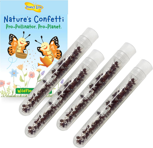 Insect Lore 100 Native Western Harvester Ants - Grown in The USA - Ant Habitat Refill - Includes Wildflower Seeds